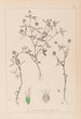 Herbier de la flore française Pl0351 - Louis Antoine Cusin — vista dell’opera