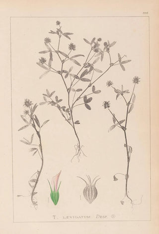 Louis Antoine Cusin - Herbier de la flore franaise Pl0351.webp