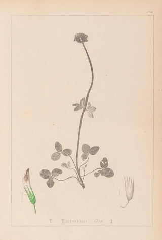 Louis Antoine Cusin - Herbier de la flore franaise Pl0353.webp