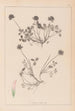 Herbier de la flore française Pl0356 - Louis Antoine Cusin — vista dell’opera