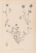 Herbier de la flore française Pl0357 - Louis Antoine Cusin — vista dell’opera