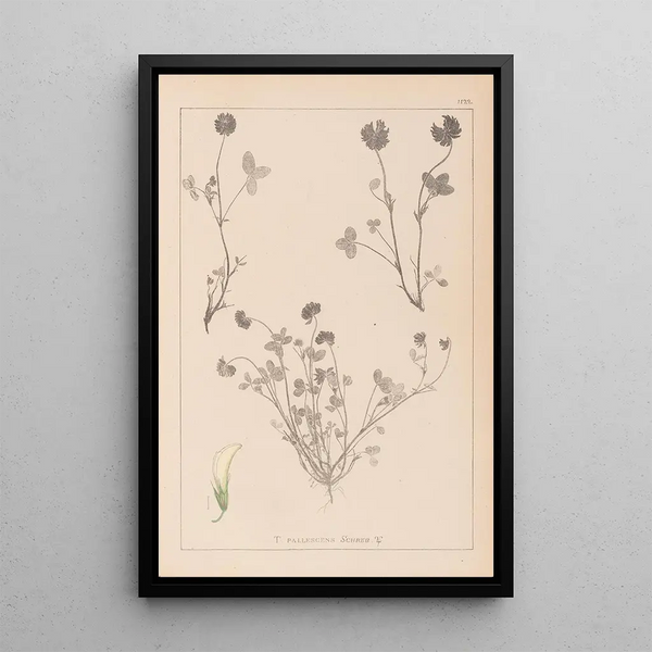 Louis Antoine Cusin - Herbier de la flore franaise Pl0357.webp