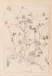 Herbier de la flore française Pl0358 - Louis Antoine Cusin — vista dell’opera