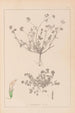 Herbier de la flore française Pl0359 - Louis Antoine Cusin — vista dell’opera