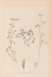 Herbier de la flore française Pl0363 - Louis Antoine Cusin — vista dell’opera