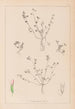 Herbier de la flore française Pl0364 - Louis Antoine Cusin — vista dell’opera