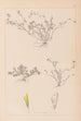 Herbier de la flore française Pl0365 - Louis Antoine Cusin — vista dell’opera