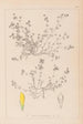 Herbier de la flore française Pl0366 - Louis Antoine Cusin — vista dell’opera