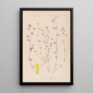 Louis Antoine Cusin - Herbier de la flore franaise Pl0367.webp