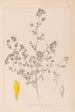 Herbier de la flore française Pl0368 - Louis Antoine Cusin — vista dell’opera