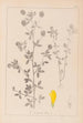 Herbier de la flore française Pl0370 - Louis Antoine Cusin — vista dell’opera