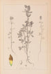 Herbier de la flore française Pl0372 - Louis Antoine Cusin — vista dell’opera