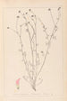 Herbier de la flore française Pl0373 - Louis Antoine Cusin — vista dell’opera