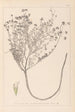 Herbier de la flore française Pl0374 - Louis Antoine Cusin — vista dell’opera