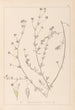 Herbier de la flore française Pl0376 - Louis Antoine Cusin — vista dell’opera