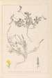 Herbier de la flore française Pl0378 - Louis Antoine Cusin — vista dell’opera