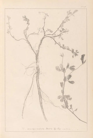 Louis Antoine Cusin - Herbier de la flore franaise Pl0379.webp