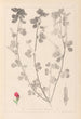Herbier de la flore française Pl0380 - Louis Antoine Cusin — vista dell’opera