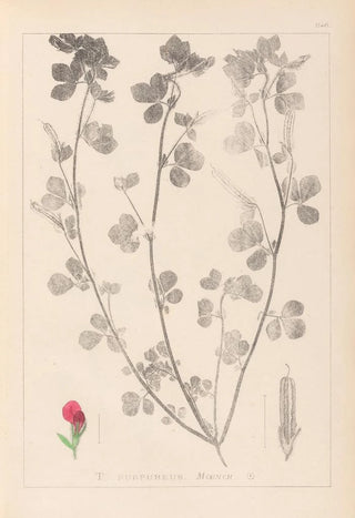 Louis Antoine Cusin - Herbier de la flore franaise Pl0380.webp