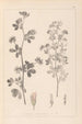 Herbier de la flore française Pl0381 - Louis Antoine Cusin — vista dell’opera