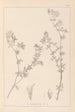 Herbier de la flore française Pl0382 - Louis Antoine Cusin — vista dell’opera