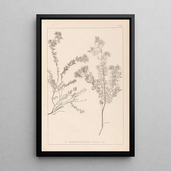 Louis Antoine Cusin - Herbier de la flore franaise Pl0383.webp