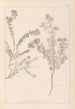 Herbier de la flore française Pl0383 - Louis Antoine Cusin — vista dell’opera