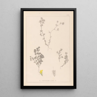 Louis Antoine Cusin - Herbier de la flore franaise Pl0384.webp