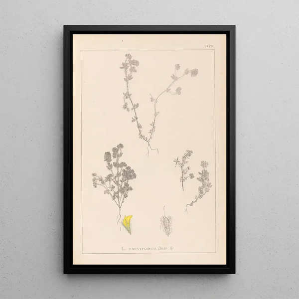 Louis Antoine Cusin - Herbier de la flore franaise Pl0384.webp