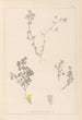 Herbier de la flore française Pl0384 - Louis Antoine Cusin — vista dell’opera