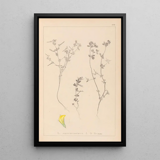 Louis Antoine Cusin - Herbier de la flore franaise Pl0386.webp