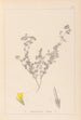 Herbier de la flore française Pl0387 - Louis Antoine Cusin — vista dell’opera