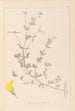 Herbier de la flore française Pl0389 - Louis Antoine Cusin — vista dell’opera