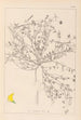 Herbier de la flore française Pl0392 - Louis Antoine Cusin — vista dell’opera