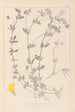 Herbier de la flore française Pl0393 - Louis Antoine Cusin — vista dell’opera