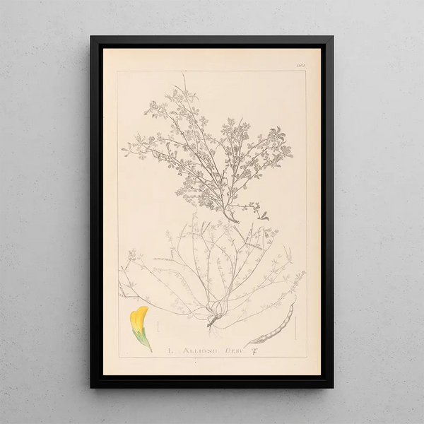 Louis Antoine Cusin - Herbier de la flore franaise Pl0395.webp