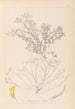 Herbier de la flore française Pl0395 - Louis Antoine Cusin — vista dell’opera
