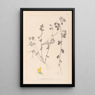 Louis Antoine Cusin - Herbier de la flore franaise Pl0396.webp