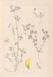Herbier de la flore française Pl0397 - Louis Antoine Cusin — vista dell’opera