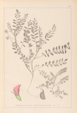 Louis Antoine Cusin - Herbier de la flore franaise Pl0398.webp