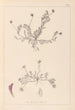 Herbier de la flore française Pl0399 - Louis Antoine Cusin — vista dell’opera