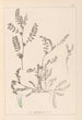Herbier de la flore française Pl0400 - Louis Antoine Cusin — vista dell’opera