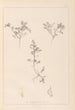 Herbier de la flore française Pl0401 - Louis Antoine Cusin — vista dell’opera