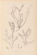 Herbier de la flore française Pl0402 - Louis Antoine Cusin — vista dell’opera