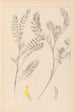 Herbier de la flore française Pl0403 - Louis Antoine Cusin — vista dell’opera