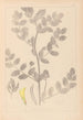 Herbier de la flore française Pl0404 - Louis Antoine Cusin — vista dell’opera