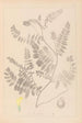Herbier de la flore française Pl0405 - Louis Antoine Cusin — vista dell’opera