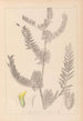 Herbier de la flore française Pl0406 - Louis Antoine Cusin — vista dell’opera