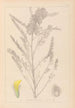Herbier de la flore française Pl0407 - Louis Antoine Cusin — vista dell’opera