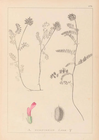 Louis Antoine Cusin - Herbier de la flore franaise Pl0408.webp